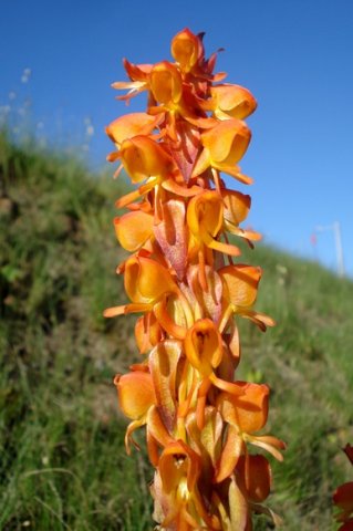 Satyrium coriifolium flower fortune